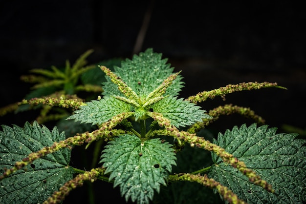 The Science Behind Making THCA Flower